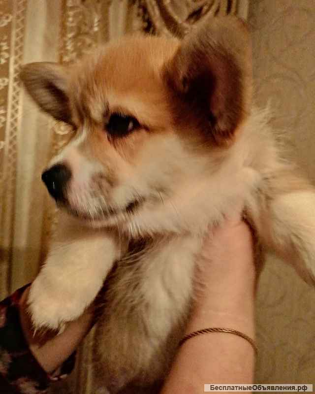 Вельш-корги-пемброк