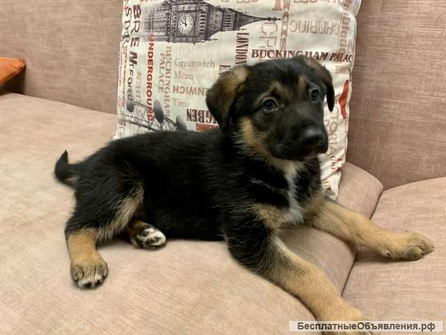 Маленькая девочка в добрые руки