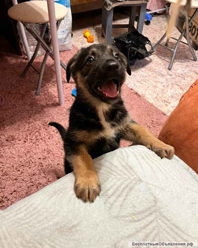 Маленькая девочка в добрые руки