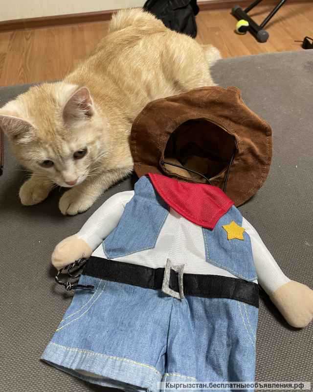 Всех приветствую. Отдам котика в добрые руки.