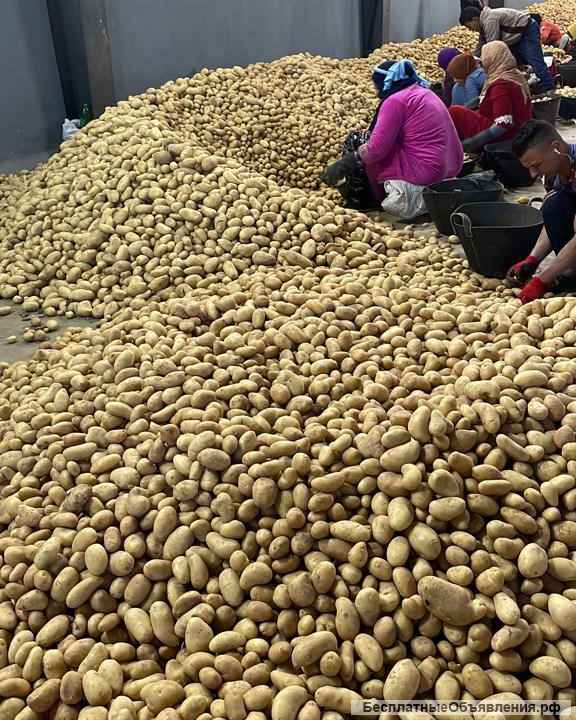 Мандарины и апельсины из Египта