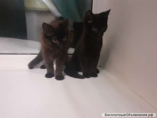 Отдам котят в хорошие руки