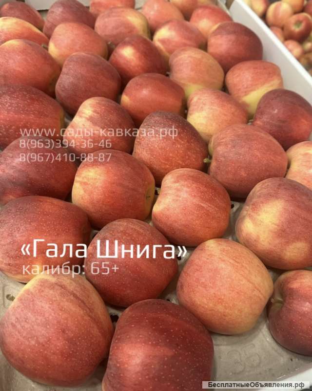 Оптовая продажа яблок разных сортов и калибров