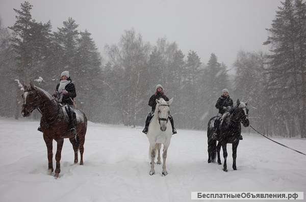 Желаете научиться верховой езде или покататься на лошадях?