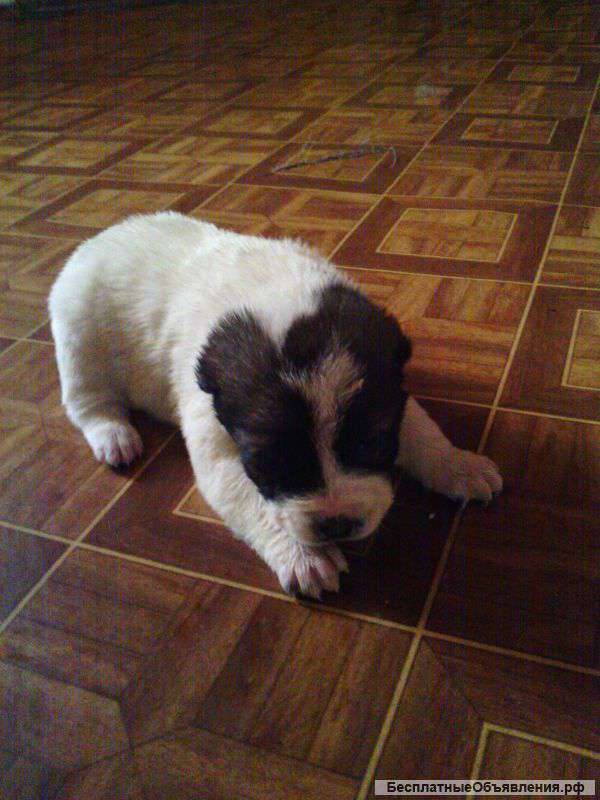 Щенки алабая