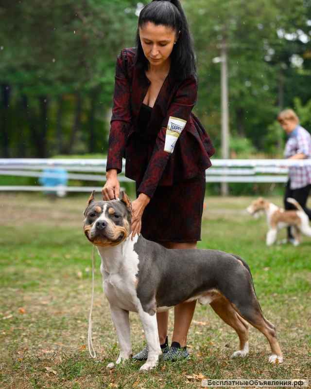 Щенки Американского стаффордширского терьера