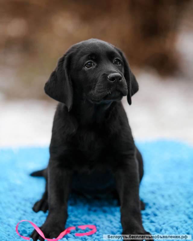 Высокопородные щенки Лабрадора Ретривера
