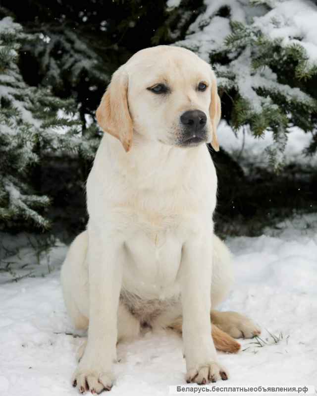 Шикарные щенки Лабрадора Ретривера