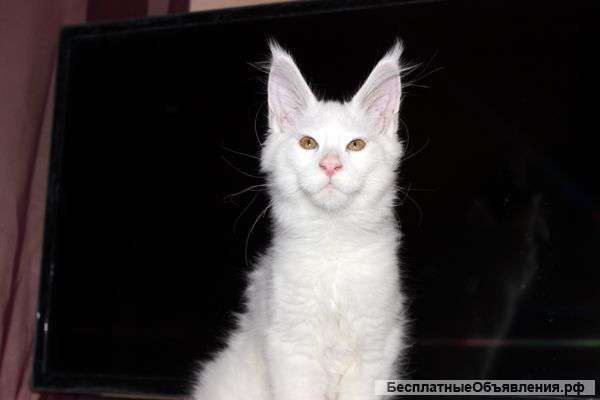 Белый Принц Мейн Кун