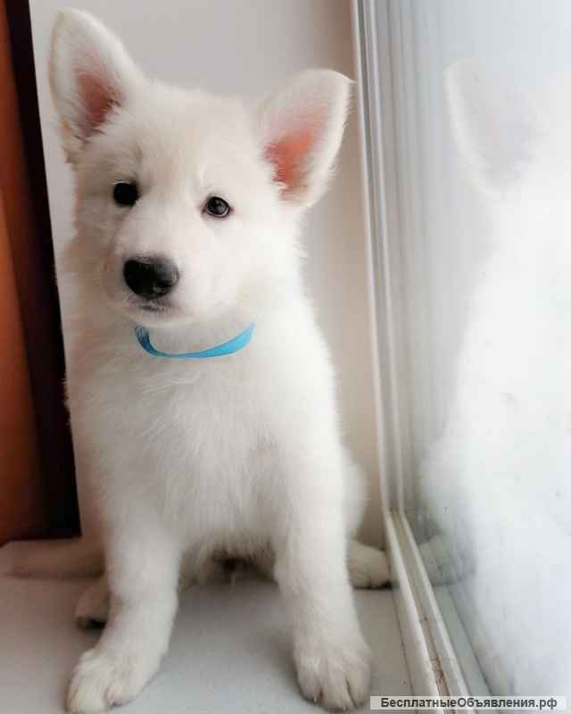 Щенки БШО (белой швейцарской овчарки)