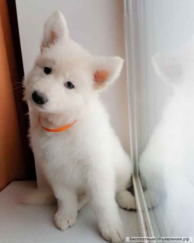 Щенки БШО (белой швейцарской овчарки)