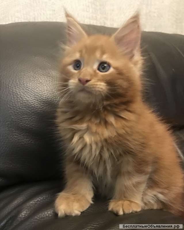 Котята мейн кун