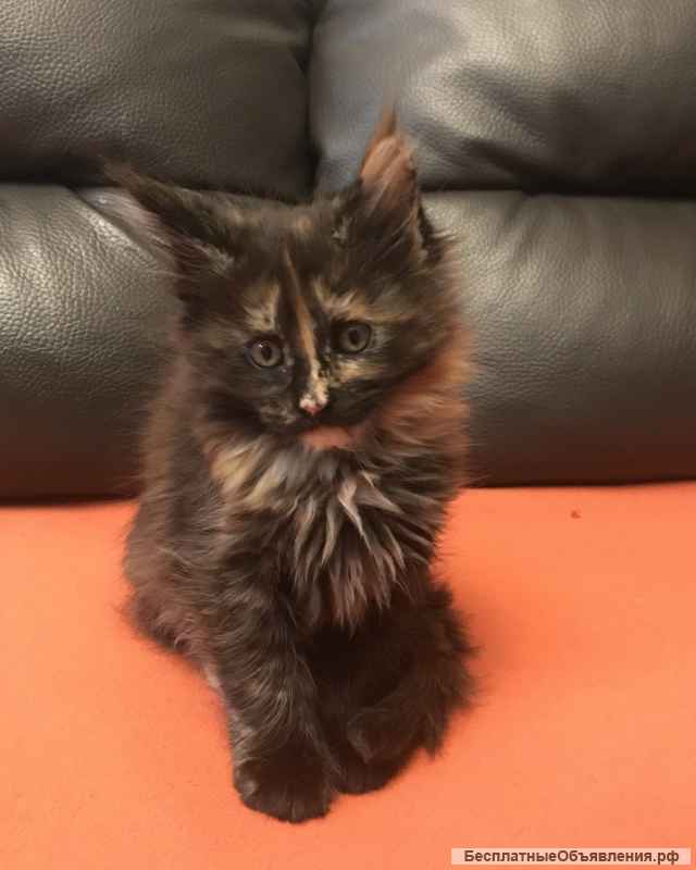 Котята мейн кун