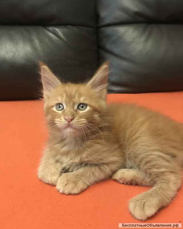 Котята мейн кун