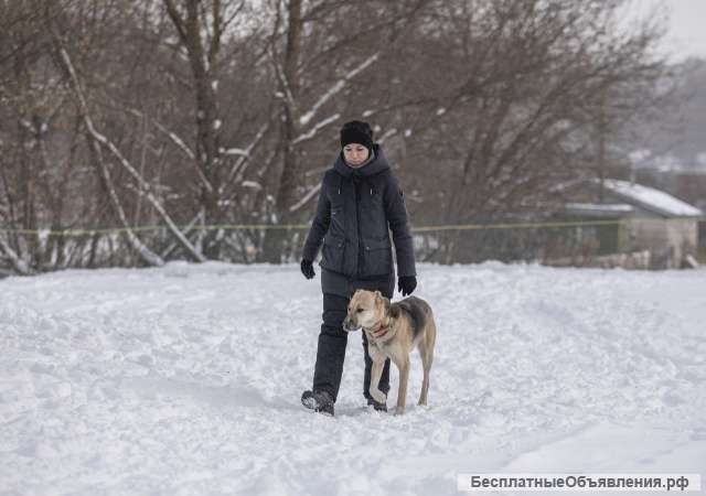 Онлайн-консультация кинолога