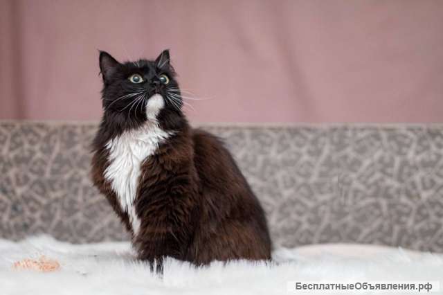 Длинношерстная красавица кошка Зара в добрые руки