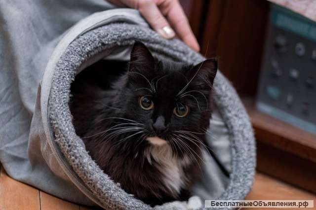 Длинношерстная красавица кошка Зара в добрые руки