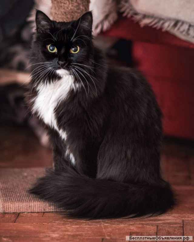 Длинношерстная красавица кошка Зара в добрые руки
