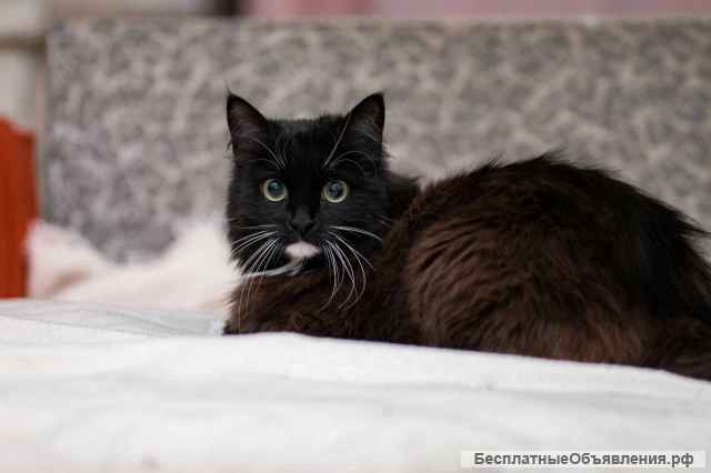 Длинношерстная красавица кошка Зара в добрые руки