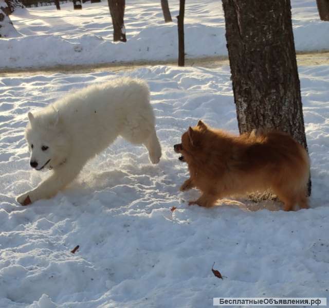 Снежное чудо, щенки самоеда