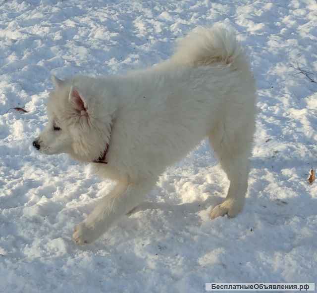 Снежное чудо, щенки самоеда