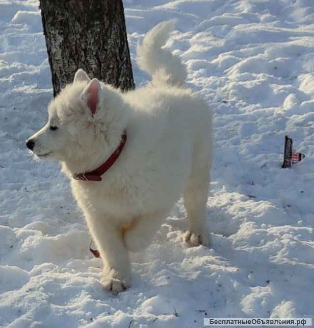Снежное чудо, щенки самоеда