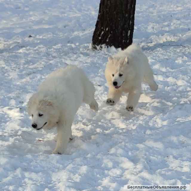 Снежное чудо, щенки самоеда