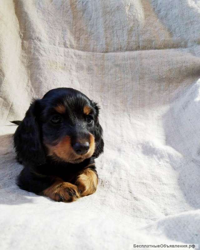 Щенки таксы редких и классических окрасов