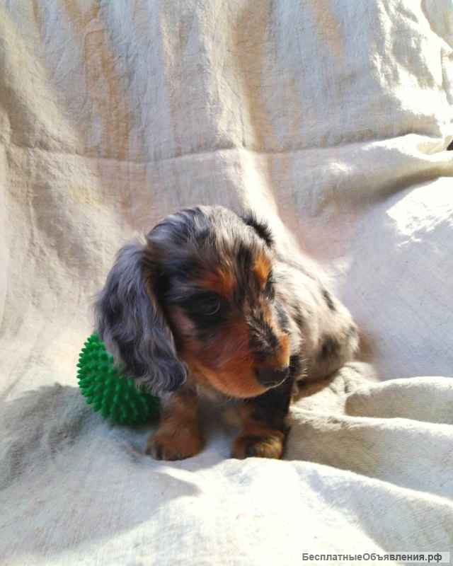 Щенки таксы редких и классических окрасов