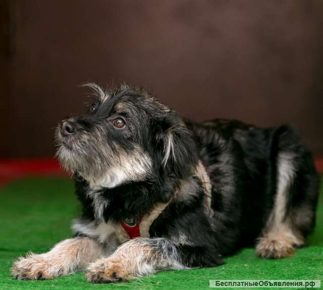 Айва милая и забавная