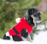 Айва милая и забавная