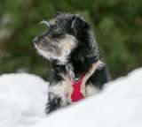 Айва милая и забавная