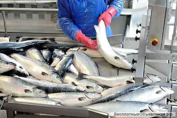 Рыбообработчики на рыбзавод