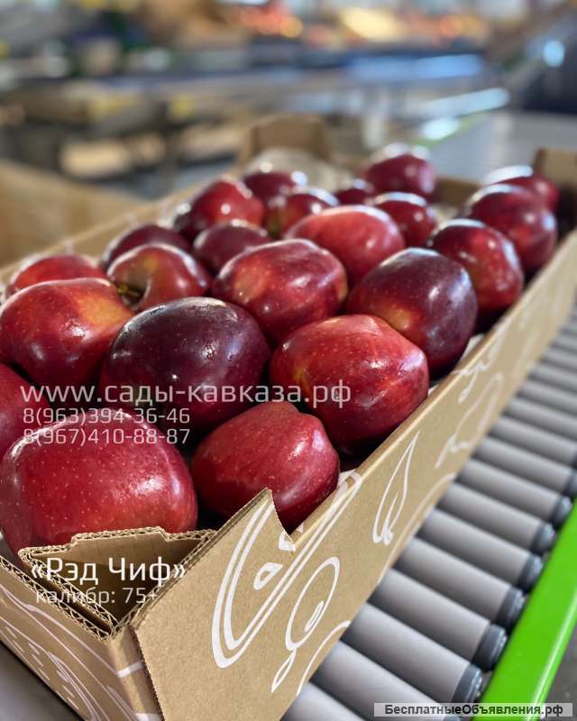 » Оптовая продажа яблок разных сортов и калибров