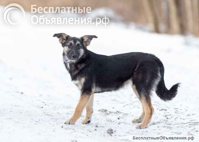 Весёлая девочка Золушка в самые добрые руки