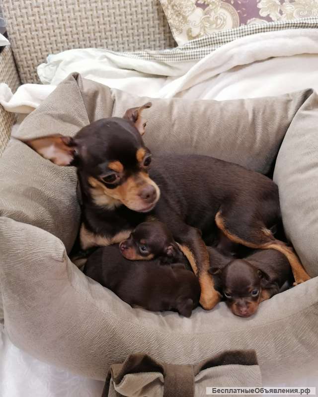 Очаровашки мини тойчики