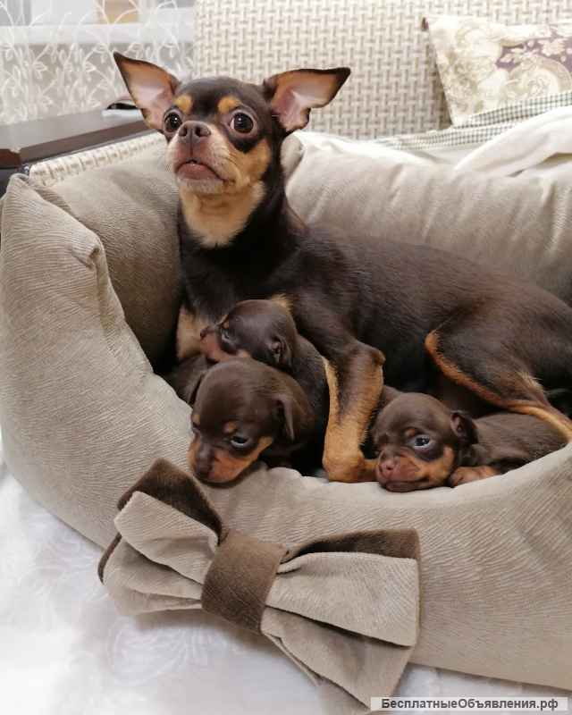 Очаровашки мини тойчики