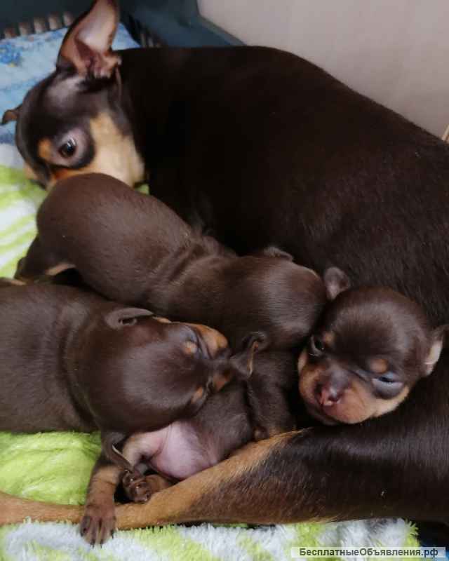 Очаровашки мини тойчики