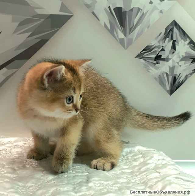 Золотые скоттиши-малыши