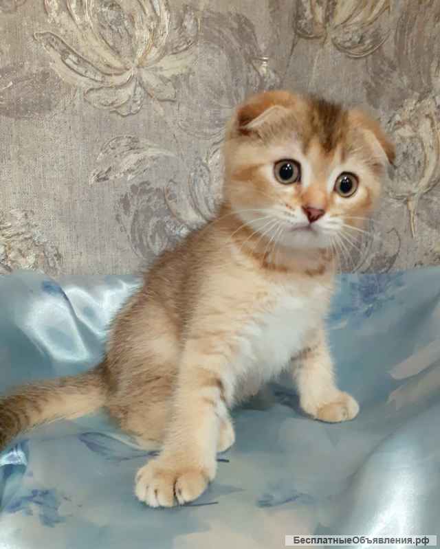 Золотые скоттиши-малыши