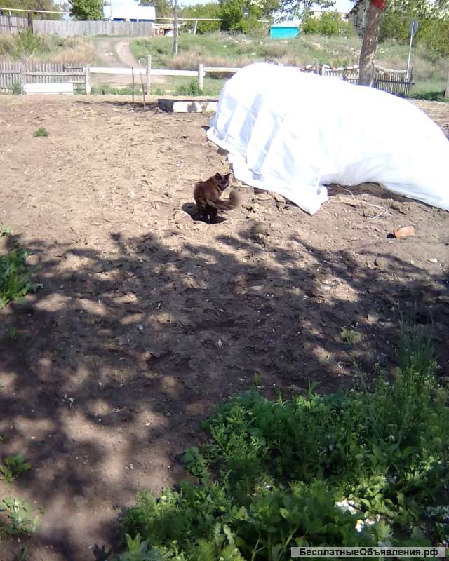 Помощь животным