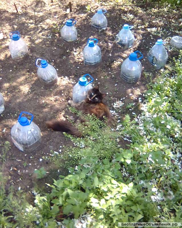 Помощь животным