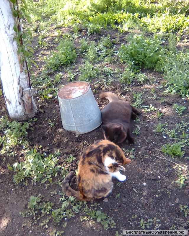 Помощь животным