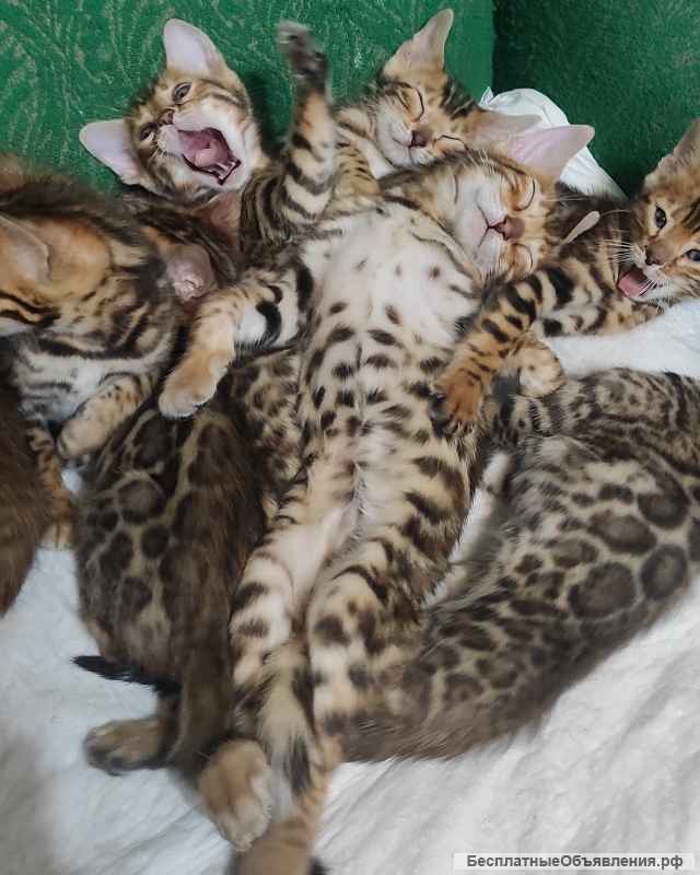 Бенгальские леопардики