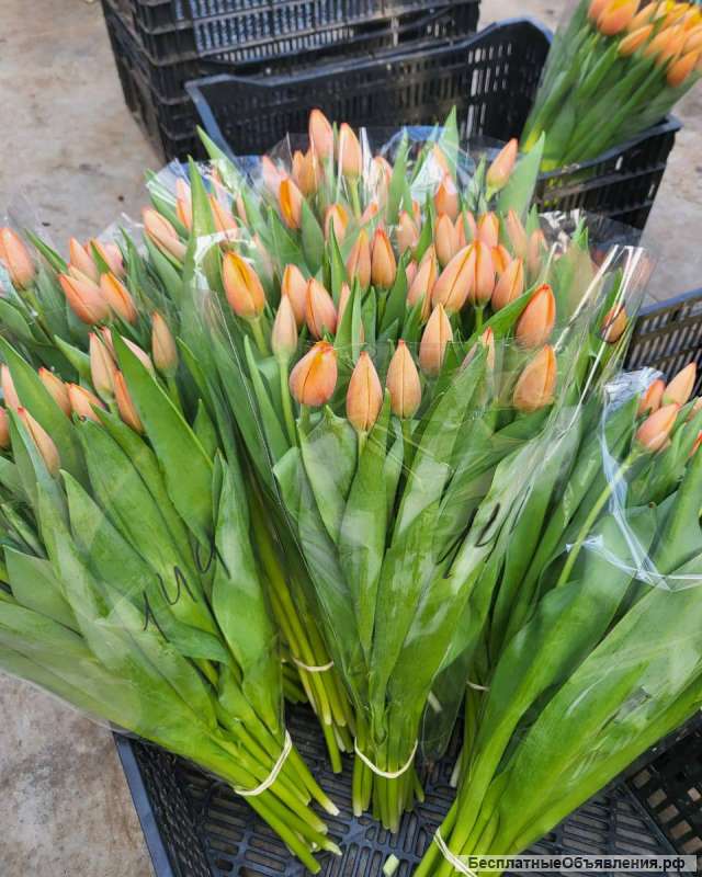 Тюльпаны оптом