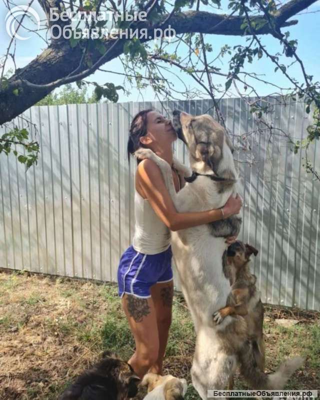 Ряженка -шикарная помесь/метис САО/кавказец в добрые руки