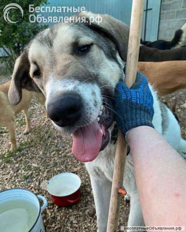 Ряженка -шикарная помесь/метис САО/кавказец в добрые руки