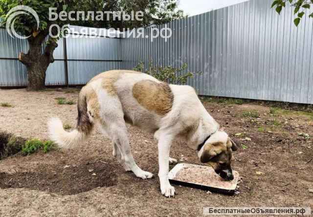 Ряженка -шикарная помесь/метис САО/кавказец в добрые руки