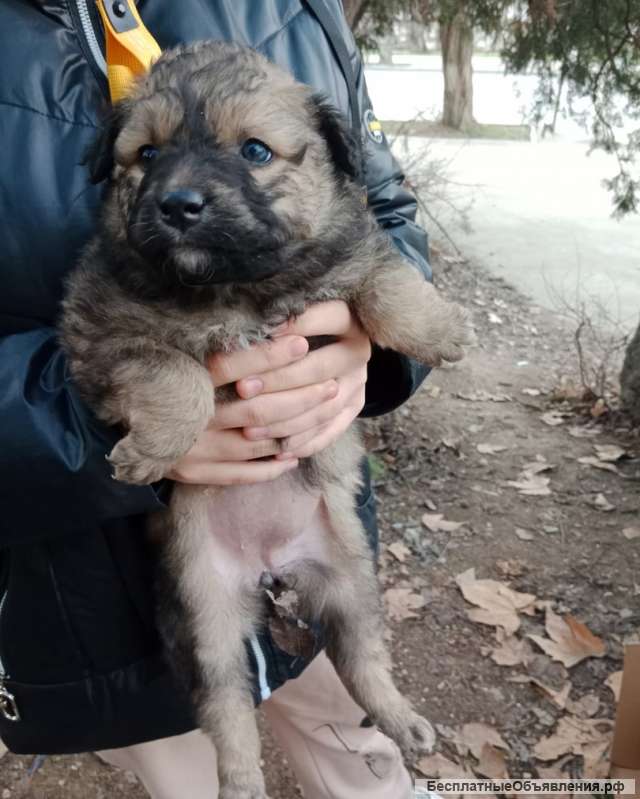 Ищем ответственных хозяев для малышей