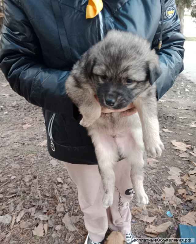 Ищем ответственных хозяев для малышей